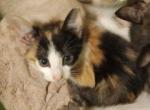 Polydactyl Girl Calico 3 - Polydactyl Kitten For Adoption - AR, US