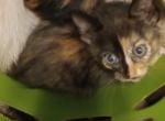 Smokey Girl Kitten 4 Tortoiseshell - Domestic Kitten For Sale - AR, US