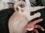 SOLD Boy Siamese Ragdoll 1 - Siamese Cat For Adoption - AR, US