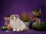 Valencia de Vivien - Exotic Cat For Sale - Norwalk, CT, US