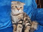 Bonya - Scottish Fold Cat For Sale - New York, NY, US