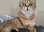 Kevin - British Shorthair Cat For Sale - New York, NY, US