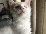 Blue eyes pure white Gustaf baby boy - Maine Coon Cat For Sale - Chipley, FL, US