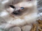 CrystalBlue - Ragdoll Cat For Sale - Agawam, MA, US