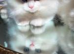 Bicolor Beauty - Ragdoll Kitten For Sale - Agawam, MA, US