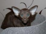 Onrir - Oriental Cat For Sale - Norwalk, CT, US