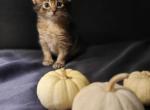 H litter - Somali Kitten For Sale - Toronto, Ontario, CA