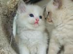 Randi - Ragdoll Kitten For Sale - Los Angeles, CA, US