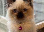 Wendy - Ragdoll Cat For Sale - Kearneysville, WV, US