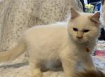 Casper - Ragdoll Cat For Sale - Kearneysville, WV, US