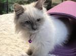 Sally - Ragdoll Cat For Sale - Kearneysville, WV, US
