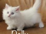 Dolly - Minuet Cat For Sale - Capon Bridge, WV, US