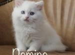 Domino - Minuet Cat For Sale - Capon Bridge, WV, US