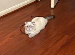 Scottish fold Snowy - Scottish Fold Cat For Sale - Houston, TX, US