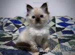 Cyan - Ragdoll Cat For Sale - Tuscaloosa, AL, US