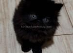 Fortnite black persian exotic longhair baby boy - Persian Cat For Sale - Dallas, TX, US