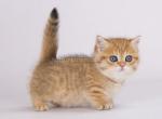 Samanly chunky munchkin standard golden tabby - Munchkin Kitten For Sale - 