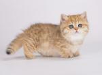 Sierra chunky munchkin standard golden tabby - Munchkin Kitten For Sale - 