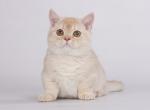 Asej tiny munchkin cameo baby boy with short legs - Munchkin Cat For Sale - CA, US