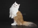 Eroshka english muffin fluffy rare color - Minuet Cat For Sale - CA, US