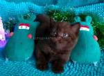 Hershey chocolate solid chubby baby boy - British Shorthair Kitten For Sale - CA, US