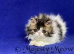 Isabelle - Persian Cat For Sale - Yucca Valley, CA, US