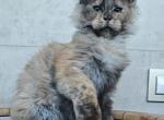 Mira - Maine Coon Cat For Sale - Hollywood, FL, US