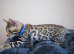 August litter - Bengal Kitten For Sale - Arvada, CO, US