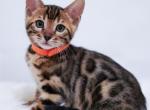 Chanel litter - Bengal Cat For Sale - Arvada, CO, US