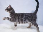 Floyd - Bengal Kitten For Sale - Arvada, CO, US
