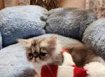 Jemi - Persian Kitten For Sale - Cleveland, OH, US