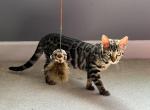 Rosette Female Bengal - Bengal Cat For Sale - La Fayette, GA, US