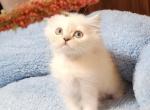 Snow - Persian Kitten For Sale - Cleveland, OH, US