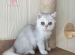 Max - British Shorthair Cat For Sale - Jacksonville, FL, US