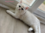 Clara - British Shorthair Cat For Sale - Jacksonville, FL, US