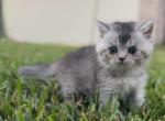 Larry - British Shorthair Cat For Sale - Jacksonville, FL, US