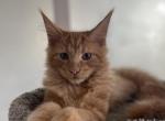 Marcus available in Miami - Maine Coon Kitten For Sale - Miami, FL, US