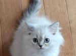 Sugar - Persian Kitten For Sale - Cleveland, OH, US