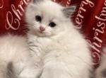 Luna - Ragdoll Kitten For Sale - Midland, NC, US