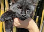 Handsome Maine Coon Black Smoke Boy - Maine Coon Kitten For Sale - Hollywood, FL, US