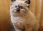 Dante - Minuet Cat For Sale - Capon Bridge, WV, US