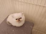 Violet's kitten - Persian Cat For Sale - Greenville, OH, US