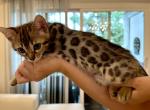 Hazel - Bengal Kitten For Sale - Roseville, CA, US