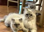 Misty - Persian Cat For Sale - Farmington, MI, US