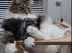 SON  very  lovely BIG and Tall - Siberian Cat For Sale - New York, NY, US