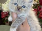 Blue lynx mitted male - Ragdoll Kitten For Sale - Butler, PA, US