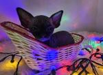 Gizmo - Sphynx Cat For Sale - Thurmont, MD, US