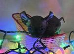 Junior - Sphynx Kitten For Sale - Thurmont, MD, US