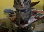 Melo - Domestic Cat For Sale - Bronx, NY, US