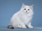 Demi Mur - Siberian Cat For Sale - Norwalk, CT, US